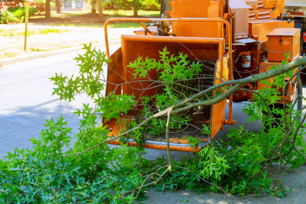 Best Fruit Tree Pruning  in Herrin, IL