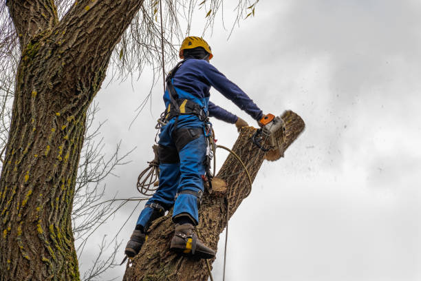 Best Tree Risk Assessment  in Herrin, IL