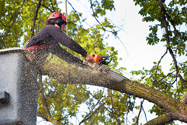 Reliable Herrin, IL Tree Services Solutions